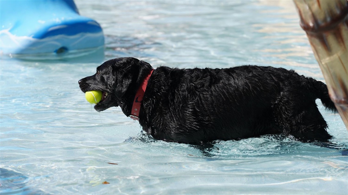 A dog in the pool with a ball