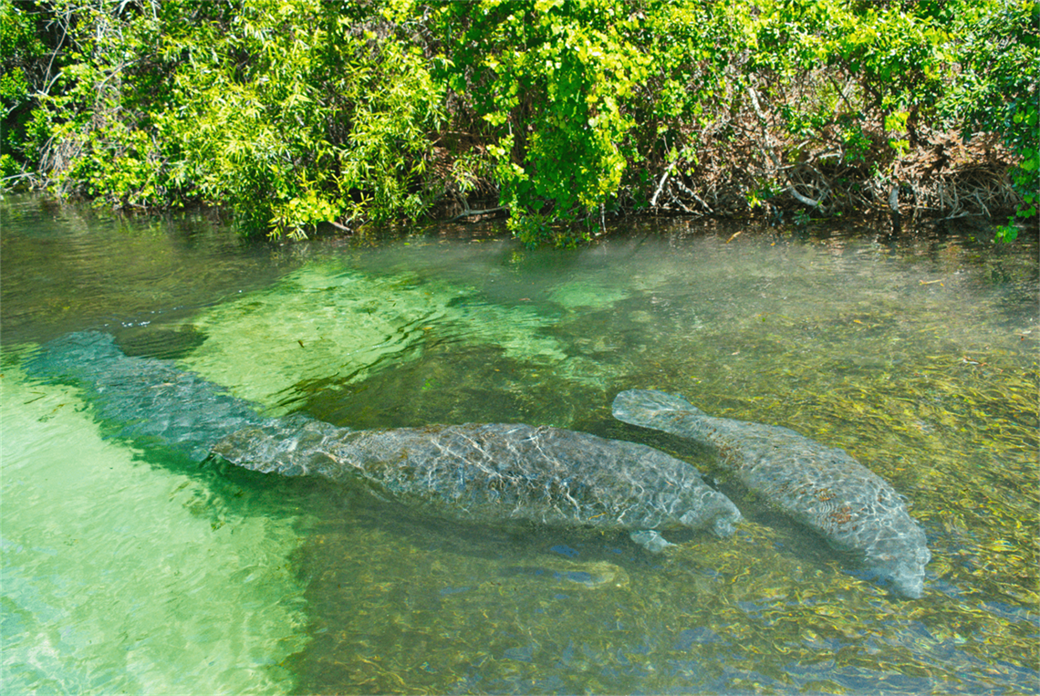 Weeki Wachee