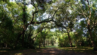 Northeast Coachman Park Extra Shade
