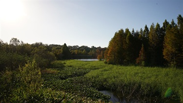Kapok Park