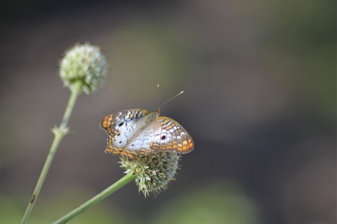 a butterfly on a flower